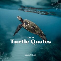 Turtle Quotes